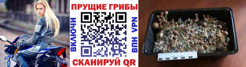 наркошоп Верхняя Пышма Галлюциногенные грибы Cubensis
